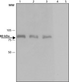Anti-Dab-1 (C-terminal) from rabbit ~1&#160;mg/mL, affinity isolated antibody, buffered aqueous solution
