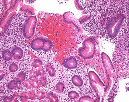 Mayer&#8242;s hemalum solution for microscopy