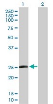 Anti-TAF10 antibody produced in rabbit purified immunoglobulin, buffered aqueous solution