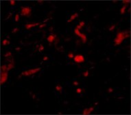 Anti-NENF antibody produced in rabbit affinity isolated antibody, buffered aqueous solution