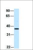 Anti-MAFB antibody produced in rabbit affinity isolated antibody
