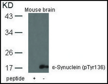 Anti-phospho-SNCA (pTyr136) antibody produced in rabbit affinity isolated antibody