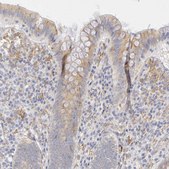 Anti-PLOD3 antibody produced in rabbit Prestige Antibodies&#174; Powered by Atlas Antibodies, affinity isolated antibody, buffered aqueous glycerol solution