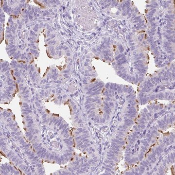 Anti-TMEM89 antibody produced in rabbit Prestige Antibodies&#174; Powered by Atlas Antibodies, affinity isolated antibody, buffered aqueous glycerol solution