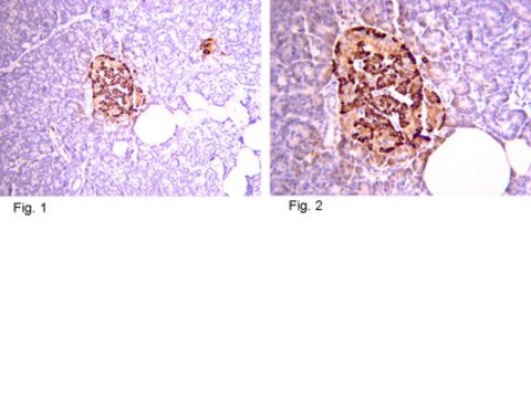 Anti-Pro-Insulin C-Peptide Antibody, clone C-PEP-01 clone C-PEP-01, from mouse