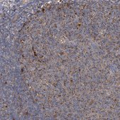 Anti-BCL2L12 antibody produced in rabbit Prestige Antibodies&#174; Powered by Atlas Antibodies, affinity isolated antibody, buffered aqueous glycerol solution