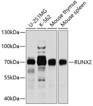 Anti-RUNX2 antibody produced in rabbit