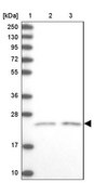 Anti-KCNG1 antibody produced in rabbit Prestige Antibodies&#174; Powered by Atlas Antibodies, affinity isolated antibody, buffered aqueous glycerol solution