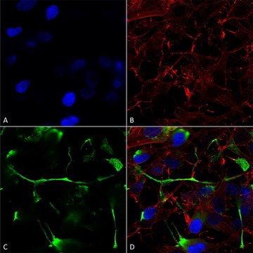 Monoclonal Anti-Pink1 - Fitc antibody produced in mouse clone S4-15, purified immunoglobulin
