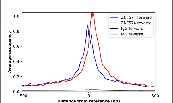Anti-ZNF574 antibody produced in rabbit Prestige Antibodies&#174; Powered by Atlas Antibodies, affinity isolated antibody