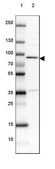 Anti-METTL13 antibody produced in rabbit Prestige Antibodies&#174; Powered by Atlas Antibodies, affinity isolated antibody, buffered aqueous glycerol solution