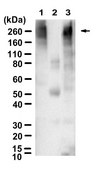 Anti-Poly(ADP-ribose) Antibody, clone 10H ZooMAb&#174; Mouse Monoclonal recombinant, expressed in HEK 293 cells