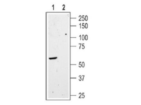 Anti-Somatostatin Receptor Type 3 Antibody Chemicon&#174;, from rabbit