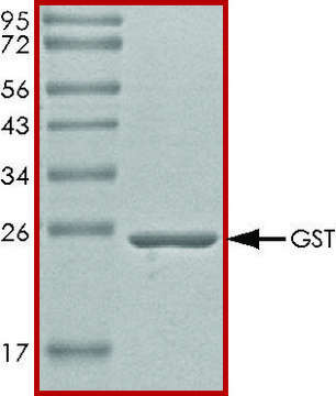 GST protein, tag-free recombinant, expressed in E. coli, &#8805;70% (SDS-PAGE), buffered aqueous glycerol solution