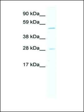 Anti-ASCL2 (AB2) antibody produced in rabbit IgG fraction of antiserum