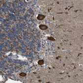 Anti-TOMM70 antibody produced in rabbit Prestige Antibodies&#174; Powered by Atlas Antibodies, affinity isolated antibody, buffered aqueous glycerol solution