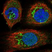 Anti-EDN1 antibody produced in rabbit Prestige Antibodies&#174; Powered by Atlas Antibodies, affinity isolated antibody, buffered aqueous glycerol solution
