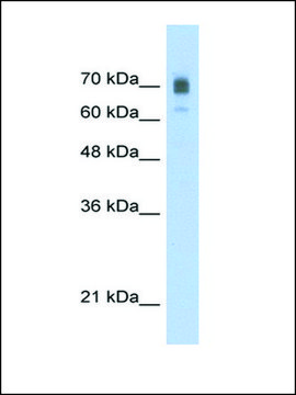 Anti-KIF22 antibody produced in rabbit IgG fraction of antiserum
