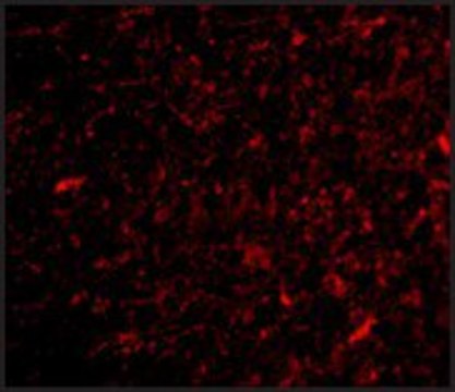 Anti-NPAS3 antibody produced in rabbit affinity isolated antibody