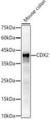 [KO Validated]Anti-CDX2 Antibody, clone 4Y1O3, Rabbit Monoclonal