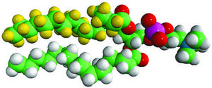 16:0-d31-16:0 PC Avanti Research&#8482; - A Croda Brand, powder