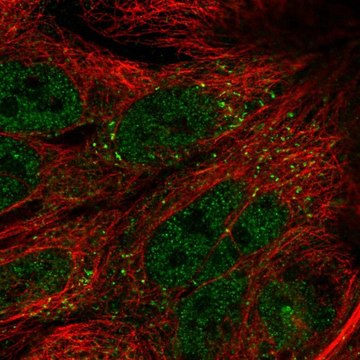 Anti-TTI1 antibody produced in rabbit Prestige Antibodies&#174; Powered by Atlas Antibodies, affinity isolated antibody