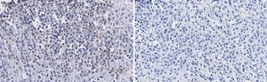 Anti-SSNA1 Antibody, clone 4C4 ZooMAb&#174; Rabbit Monoclonal recombinant, expressed in HEK 293 cells