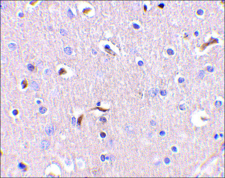 Anti-APH1 (ab2) antibody produced in rabbit affinity isolated antibody, buffered aqueous solution