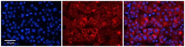 Anti-RER1 antibody produced in rabbit affinity isolated antibody