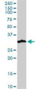 Monoclonal Anti-NUDT21 antibody produced in mouse clone 2G4-6F11, ascites fluid