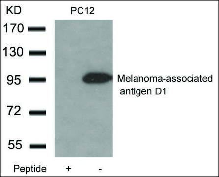 Anti-Maged1 antibody produced in rabbit affinity isolated antibody