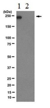 Anti-RNA polymerase II subunit B1 (phospho-CTD Ser-7) Antibody, clone 4E12 culture supernatant, clone 4E12, from rat