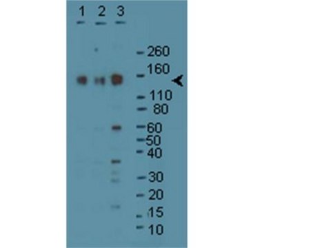 Anti-SynGAP Antibody Upstate&#174;, from rabbit