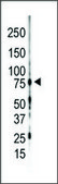 Anti-PKC&#947; (C-term) antibody produced in rabbit IgG fraction of antiserum, buffered aqueous solution
