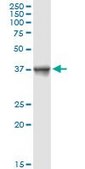 Anti-CD2 antibody produced in rabbit purified immunoglobulin, buffered aqueous solution