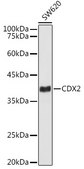[KO Validated]Anti-CDX2 Antibody, clone 4Y1O3, Rabbit Monoclonal