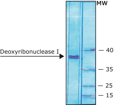 Deoxyribonuclease I bovine recombinant, expressed in Pichia pastoris, buffered aqueous glycerol solution, &#8805;5,000&#160;units/mg protein