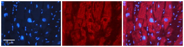 Anti-EFEMP1 antibody produced in rabbit affinity isolated antibody