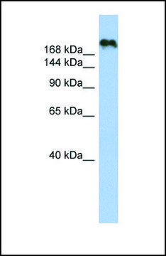 Anti-CNTNAP4, (N-terminal) antibody produced in rabbit affinity isolated antibody