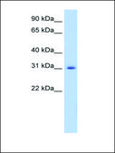 Anti-APOBEC2 antibody produced in rabbit IgG fraction of antiserum