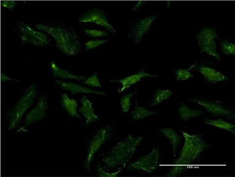 Monoclonal Anti-ABCB9 antibody produced in mouse clone 4F4, purified immunoglobulin, buffered aqueous solution