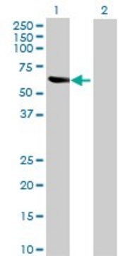 Anti-MDH1B antibody produced in mouse purified immunoglobulin, buffered aqueous solution