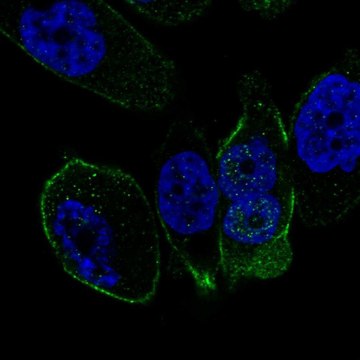 Anti-SSTR5 antibody produced in rabbit Prestige Antibodies&#174; Powered by Atlas Antibodies, affinity isolated antibody