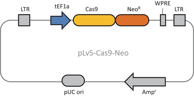 Cas9 Neomycin Lenti Plasmid