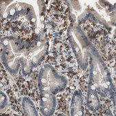 Anti-NFATC2 antibody produced in rabbit Prestige Antibodies&#174; Powered by Atlas Antibodies, affinity isolated antibody, buffered aqueous glycerol solution