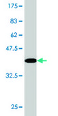 Monoclonal Anti-MSN antibody produced in mouse clone 4B8, purified immunoglobulin, buffered aqueous solution