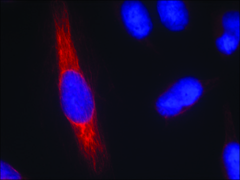 Anti-NOS1 (Ab-852) antibody produced in rabbit affinity isolated antibody