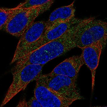 Anti-REG3A antibody produced in rabbit Prestige Antibodies&#174; Powered by Atlas Antibodies, affinity isolated antibody