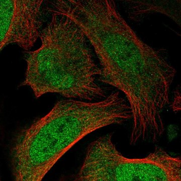 Anti-BAZ2B antibody produced in rabbit Prestige Antibodies&#174; Powered by Atlas Antibodies, affinity isolated antibody