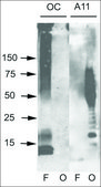 Anti-APP antibody produced in rabbit 1&#160;mg/mL, affinity isolated antibody